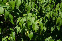 Image of Perrierophytum glomeratum Hochr.