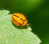 Image of Lady beetle