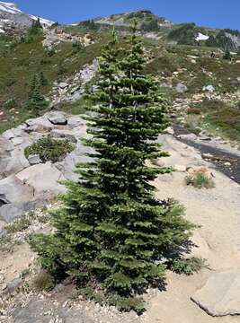 Image of Abies lasiocarpa var. lasiocarpa