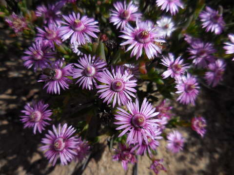 Imagem de Antimima paucifolia (L. Bol.) H. E. K. Hartmann