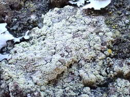 Image of Lecanora barkmaniana Aptroot & Herk