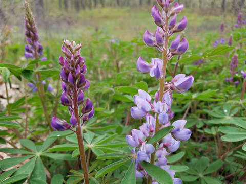 صورة Lupinus perennis subsp. perennis