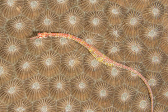 Image of Blackbreasted pipefish