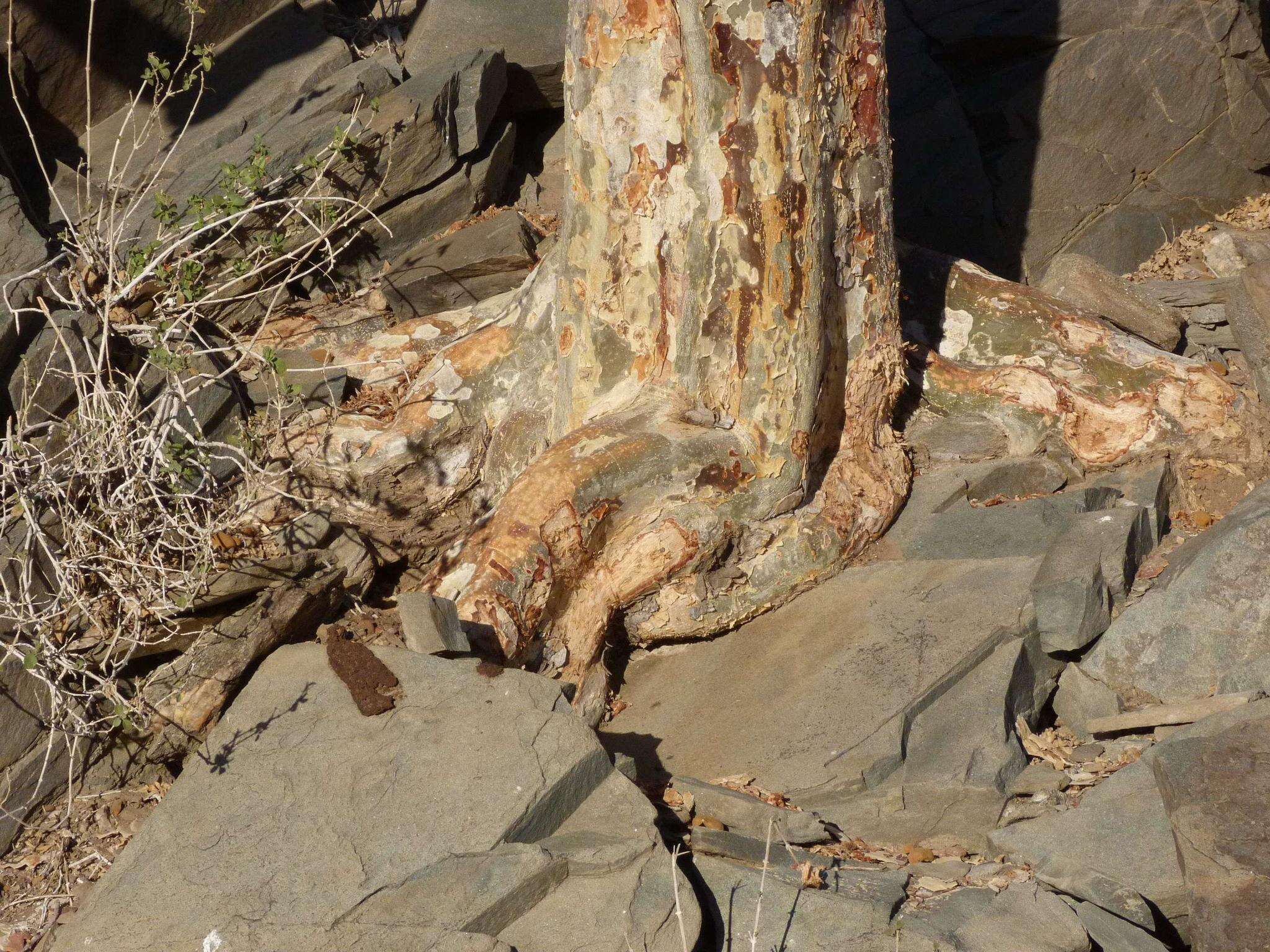 Image of Sterculia africana var. africana