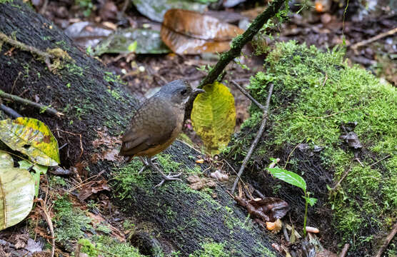 Image of Moustached Antpitta