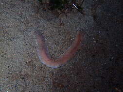 Image of black ribbon worm