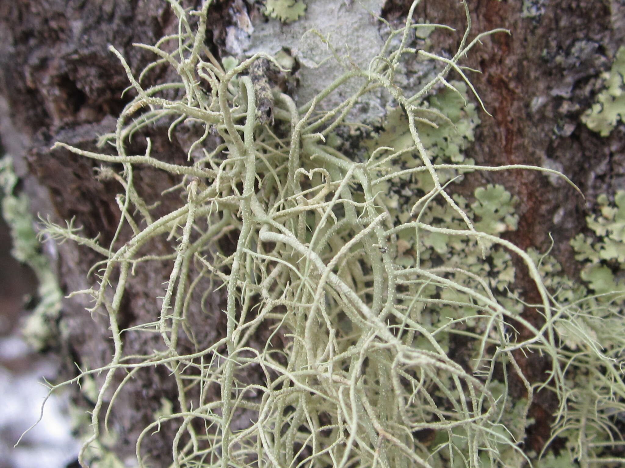 Image of beard lichen