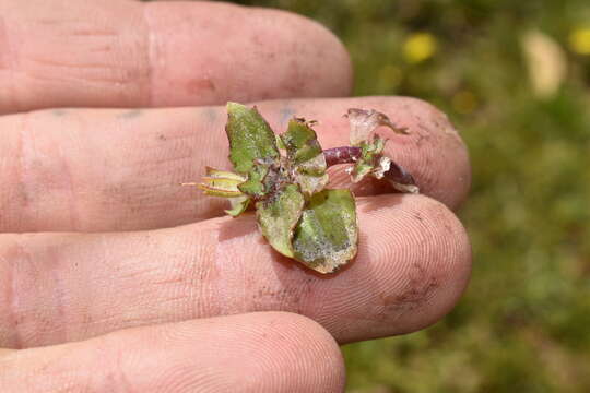 Image of Erythranthe depressa (Phil.) G. L. Nesom