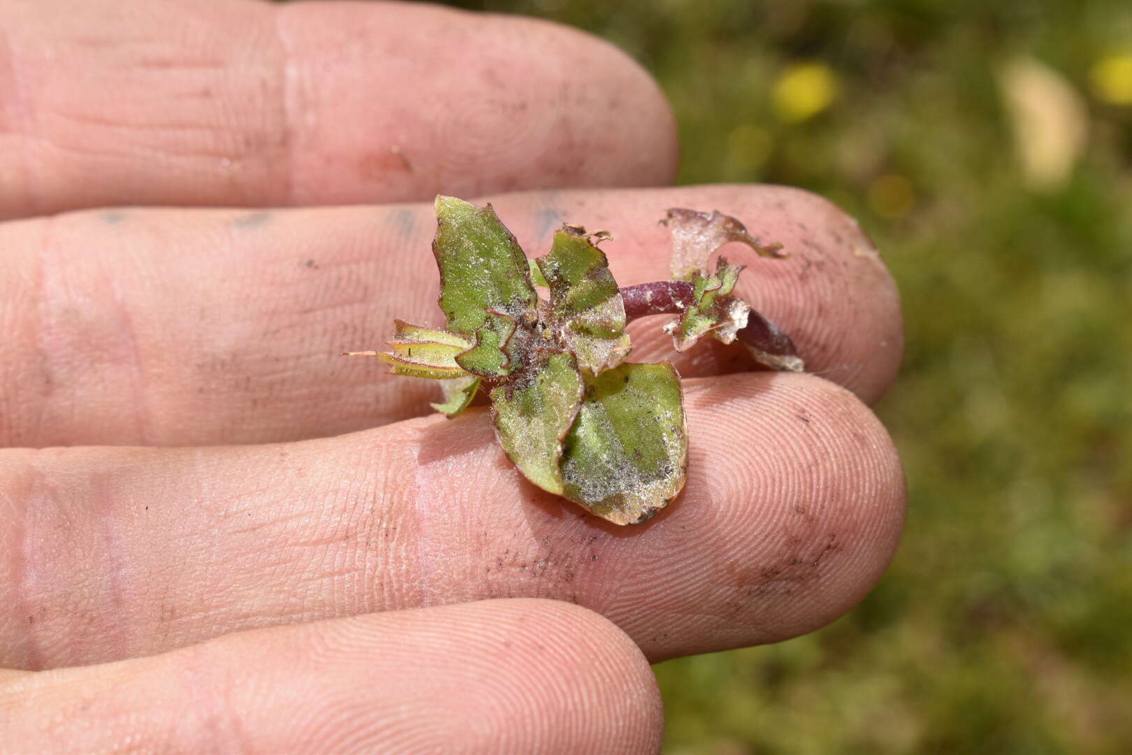 Image of Erythranthe depressa (Phil.) G. L. Nesom