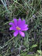 Image of Pinewoods Rose-Gentian