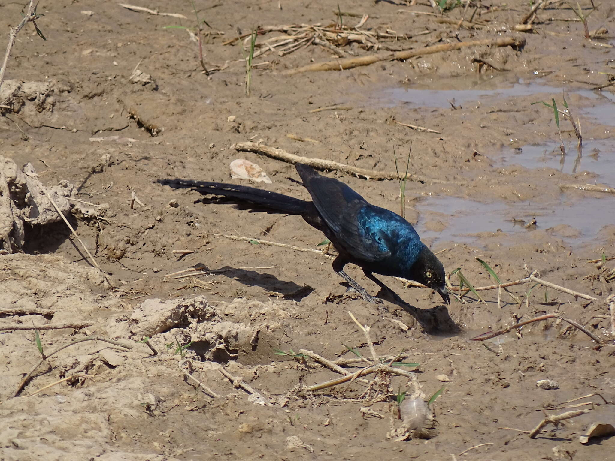 Image of Long-tailed Glossy Starling