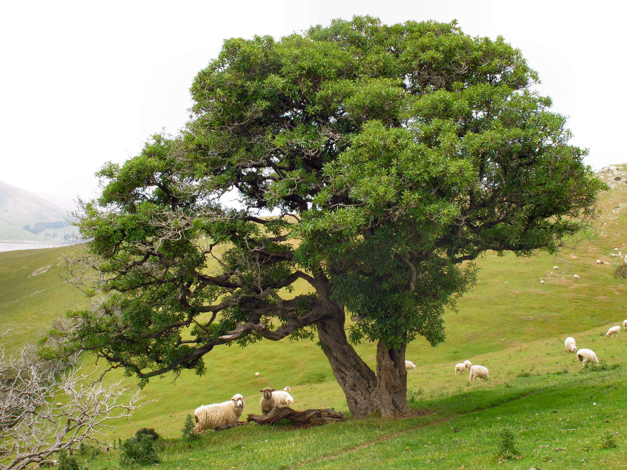 Image of Mousehole tree