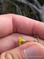 Image of Osteospermum ciliatum Berg.