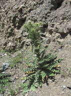 Image of Cirsium echinus (M. Bieb.) Hand.-Mazz.