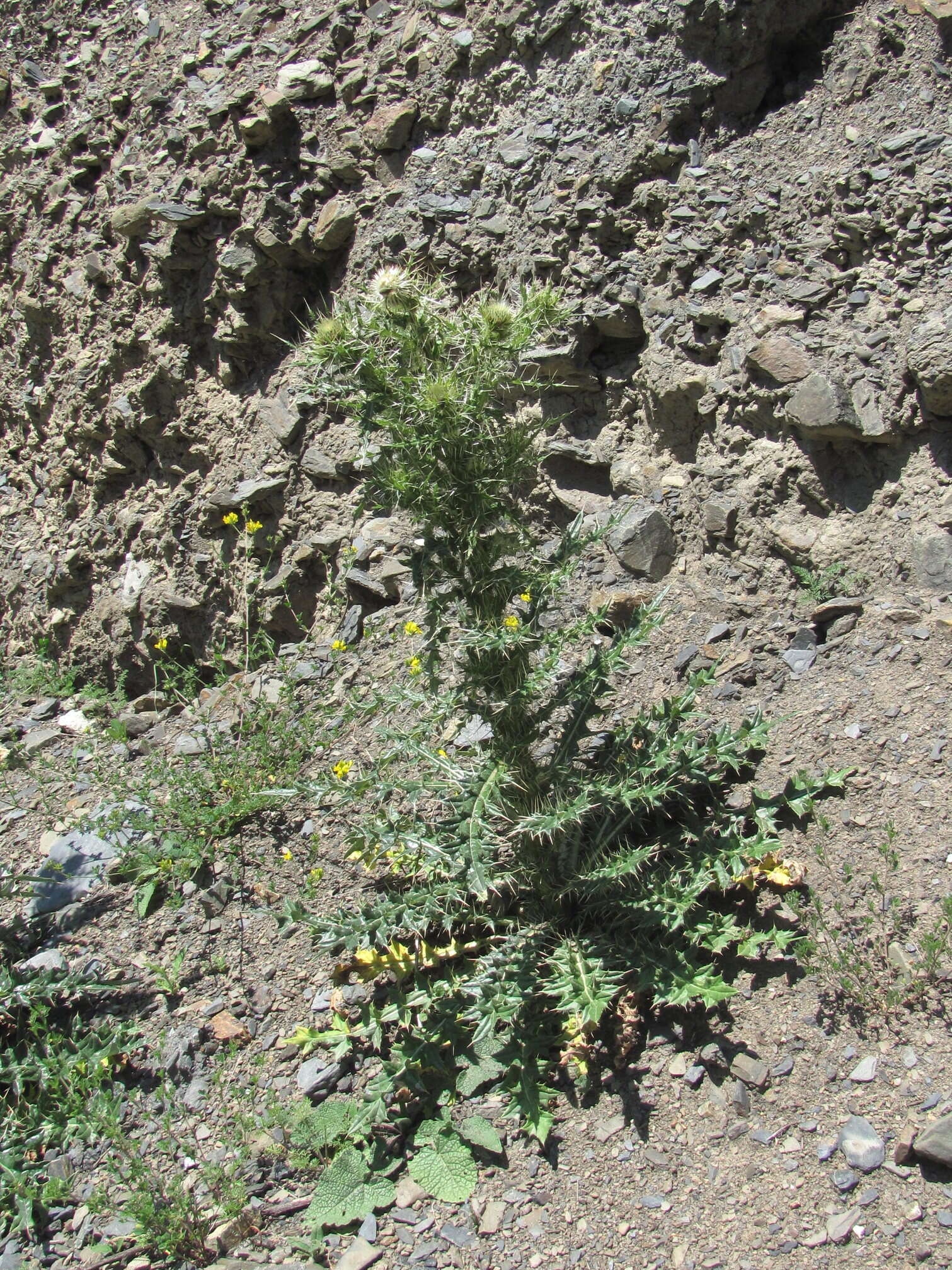 Image of Cirsium echinus (M. Bieb.) Hand.-Mazz.