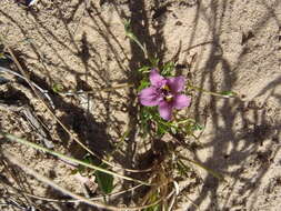 Imagem de Diascia capensis (L.) Britten