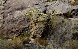 Image of Leucadendron diemontianum I. J. M. Williams