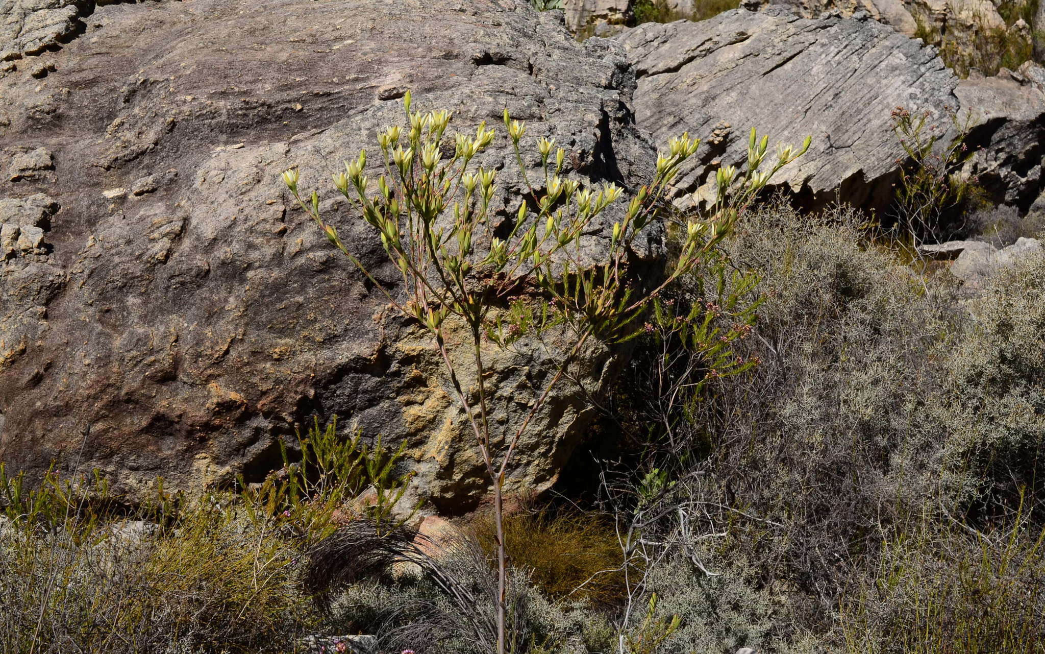 Image of Leucadendron diemontianum I. J. M. Williams