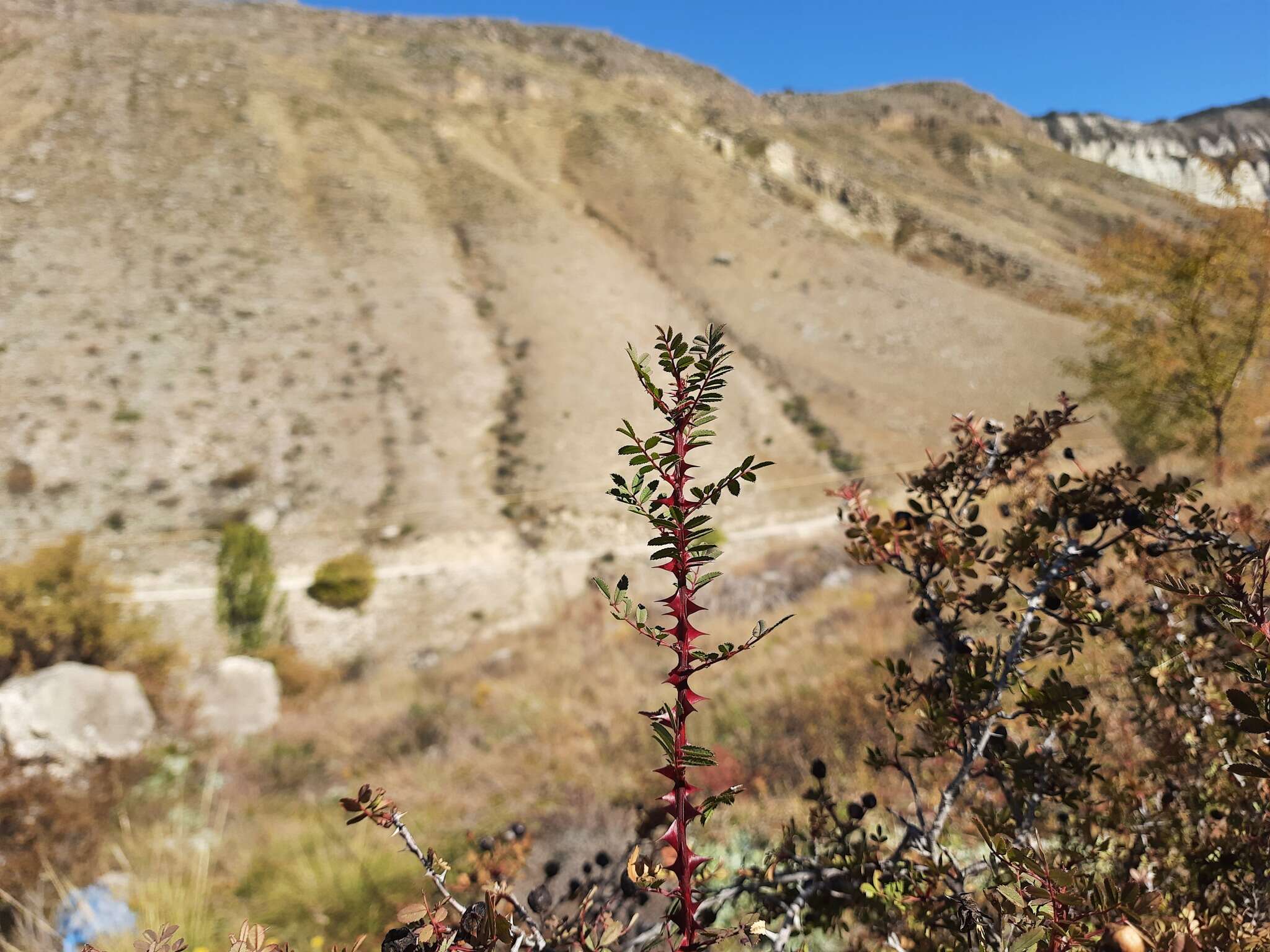 صورة Rosa spinosissima L.