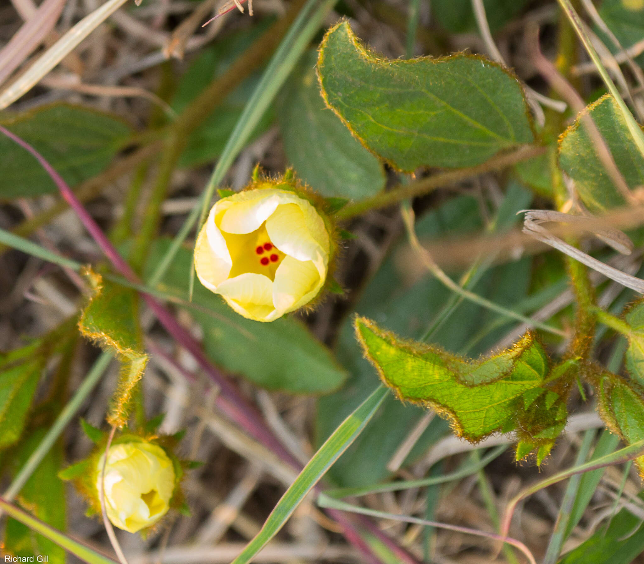 Image of Dwarf yellow hibiscus