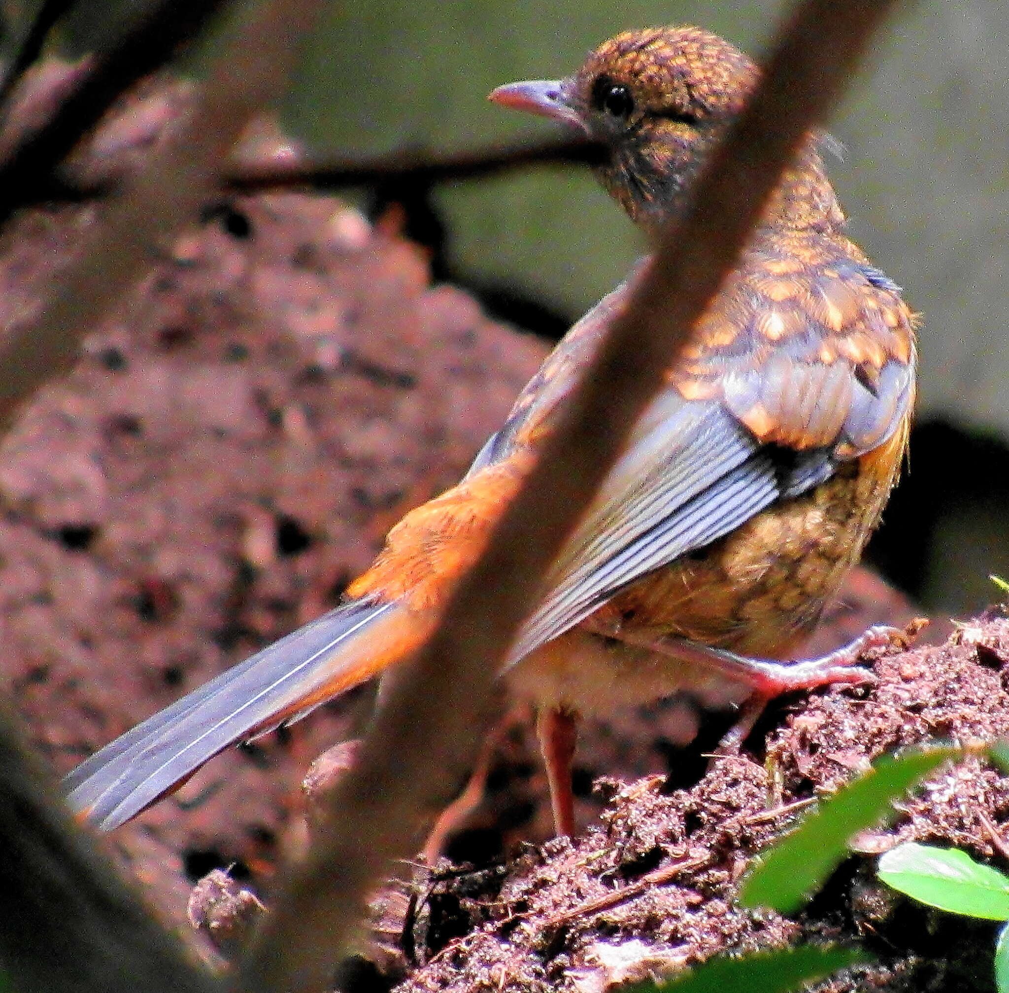 Cossypha natalensis natalensis Smith & A 1840的圖片