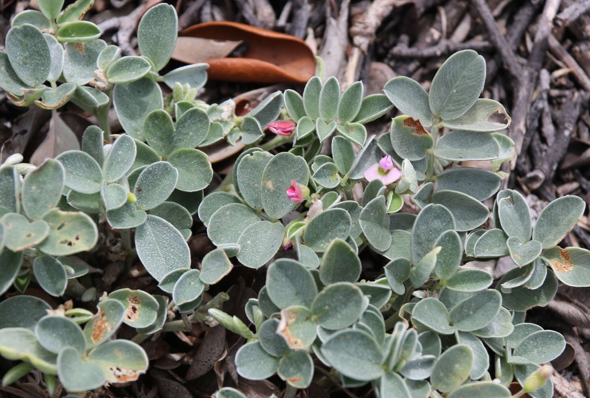 Tephrosia purpurea subsp. canescens (E. Mey.) Brummitt的圖片