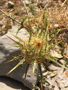 Imagem de Carlina libanotica Boiss.