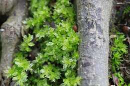 Image of toothed plagiomnium moss