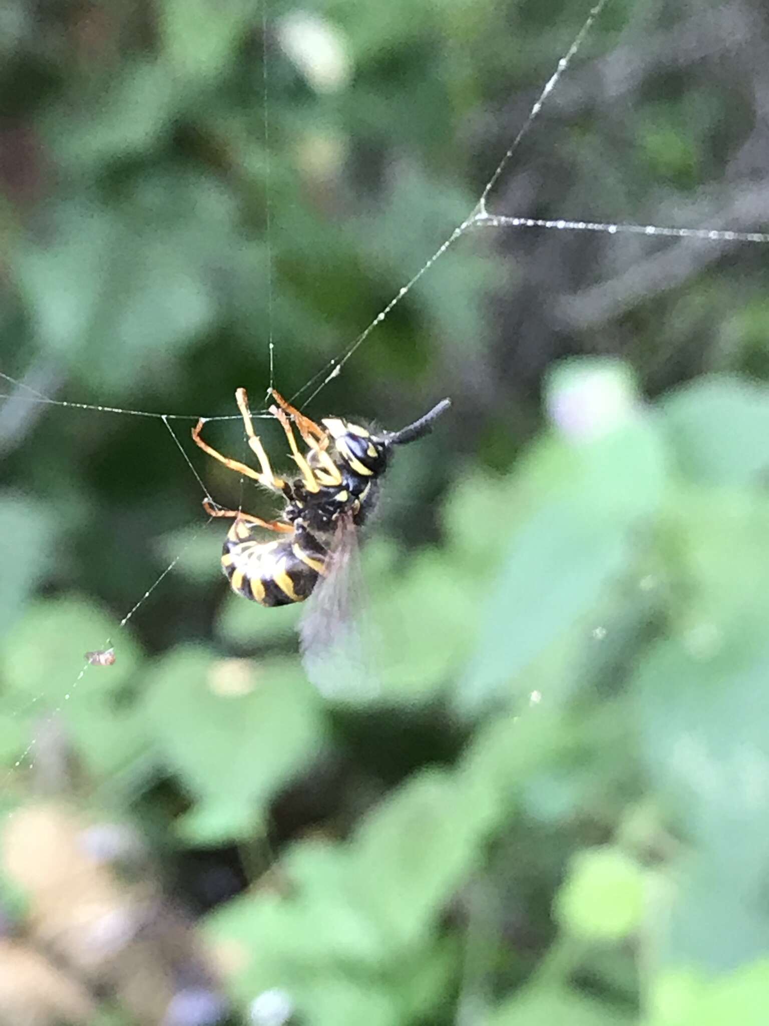 Image of Alaska Yellowjacket