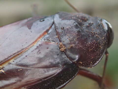 Panesthia angustipennis (Illiger 1801)的圖片