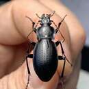 Image of Carabus sibiricus tscherkessicus Heinz & Korge 1964