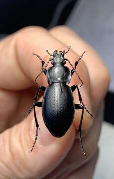 Image of Carabus sibiricus tscherkessicus Heinz & Korge 1964