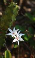 Image of Dendrobium barbatulum Lindl.