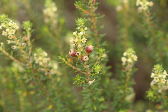 Image of Phylica axillaris Lam.