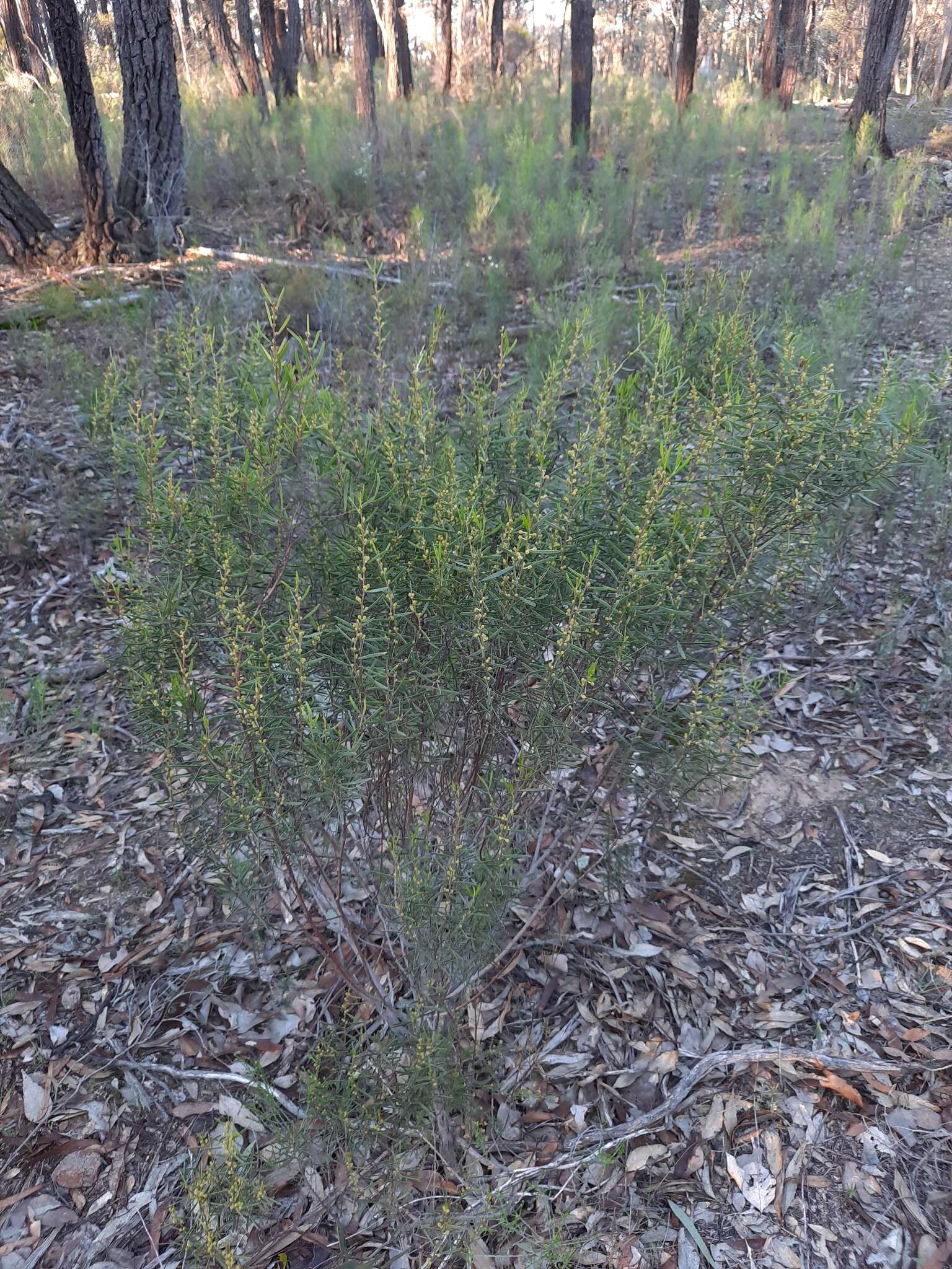 Image of Mallee Wattle