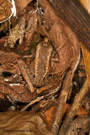 Image of Steindachner's Robber Frog; ra-da-mata