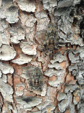 Image of Cicada orni Linnaeus 1758