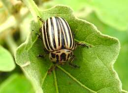 Image of Colorado potato beetle