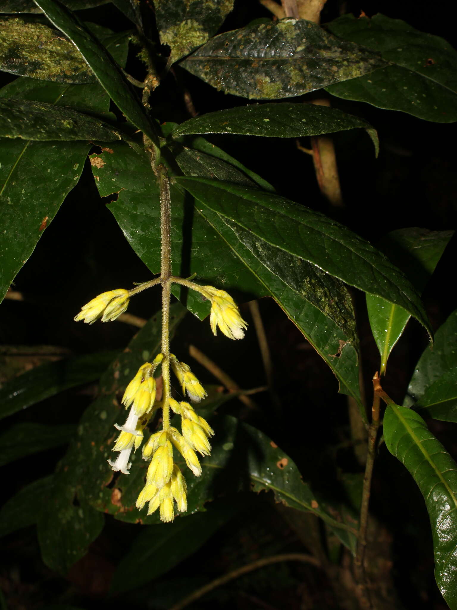 Image of Palicourea orosiana C. M. Taylor