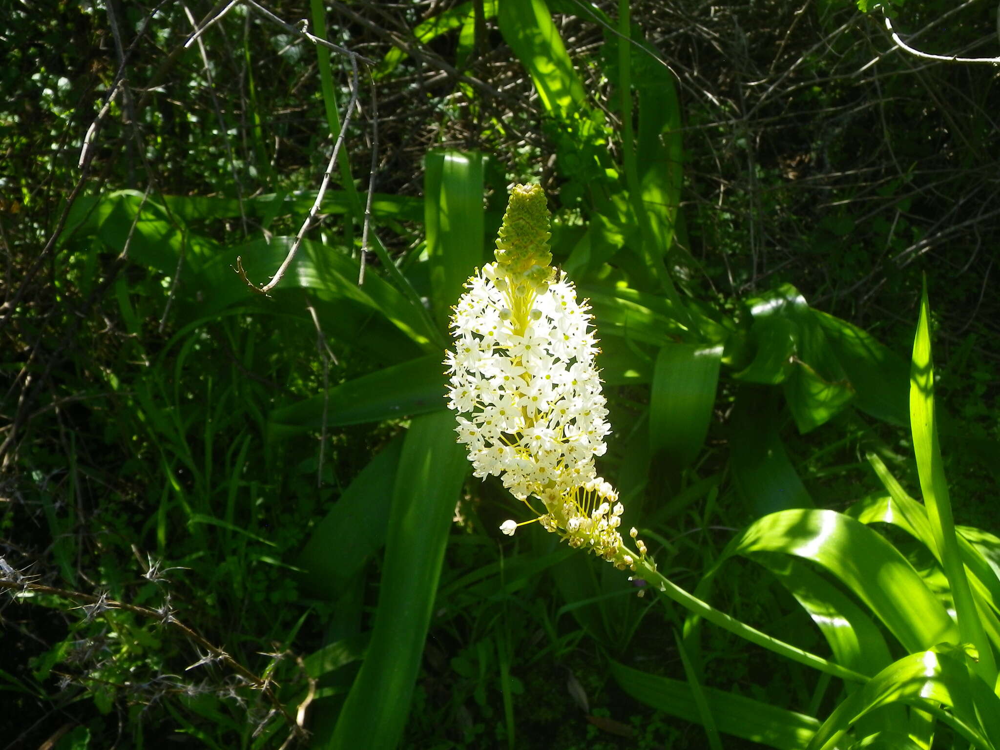 Bulbinella elata P. L. Perry的圖片