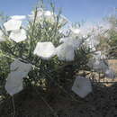 Image of Convolvulus gortschakovii Schrenk