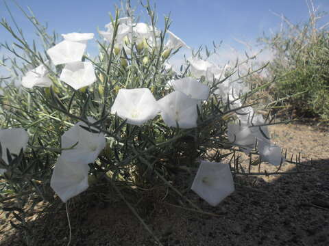 Image of Convolvulus gortschakovii Schrenk