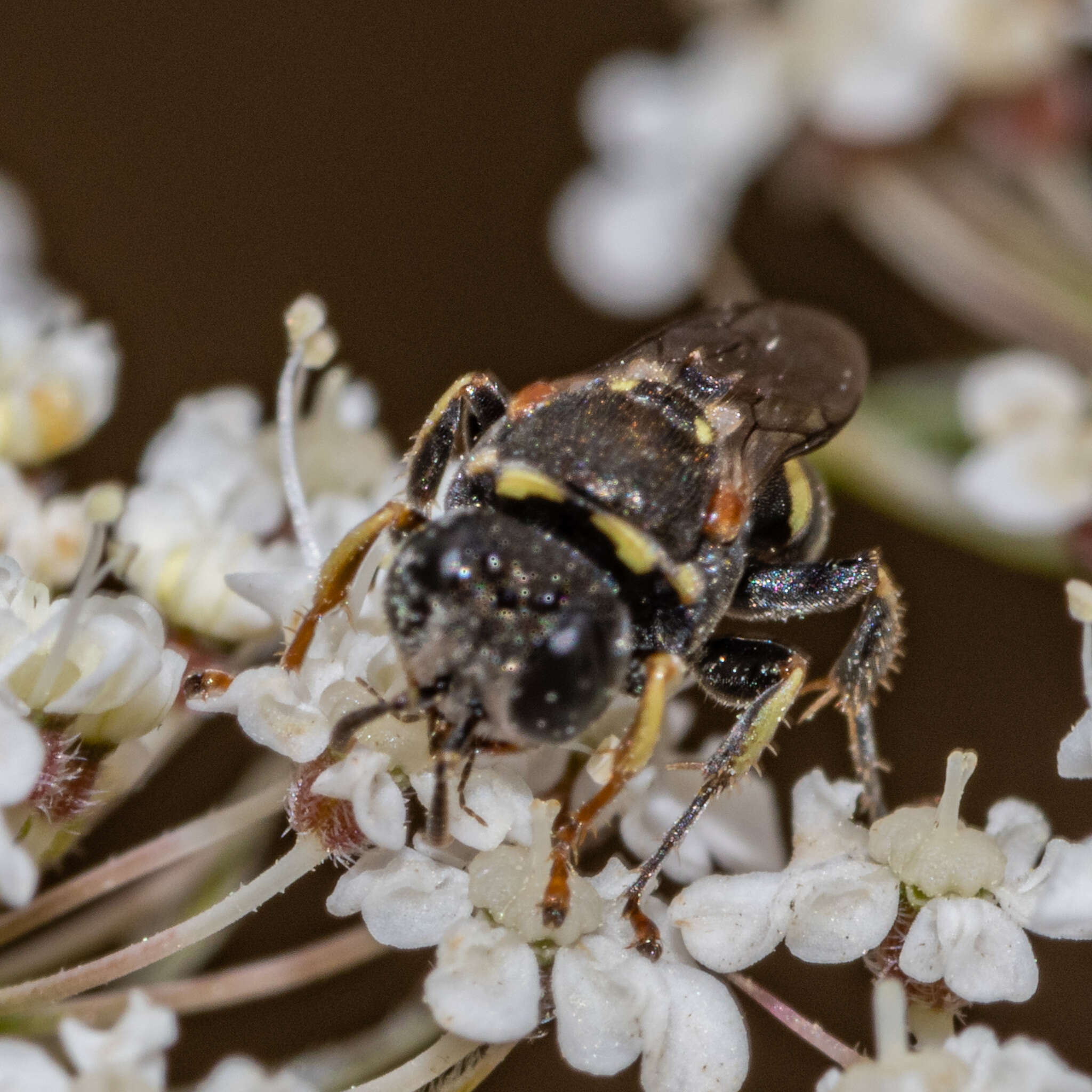 Image de Oxybelus emarginatus Say 1837