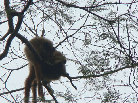 Image of Black-fronted Titi Monkey