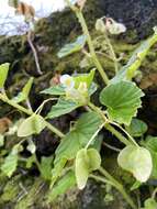 Image of Brazilian Begonia