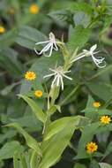 Habenaria macroceratitis Willd.的圖片