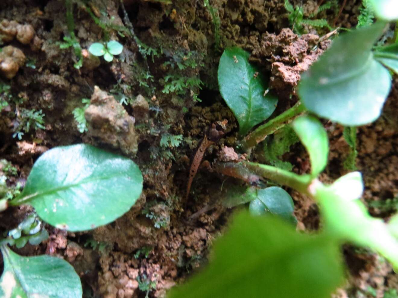 Image of Humble Anole