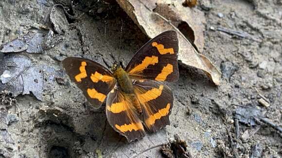 Sivun Symbrenthia brabira scatinia Fruhstorfer 1908 kuva