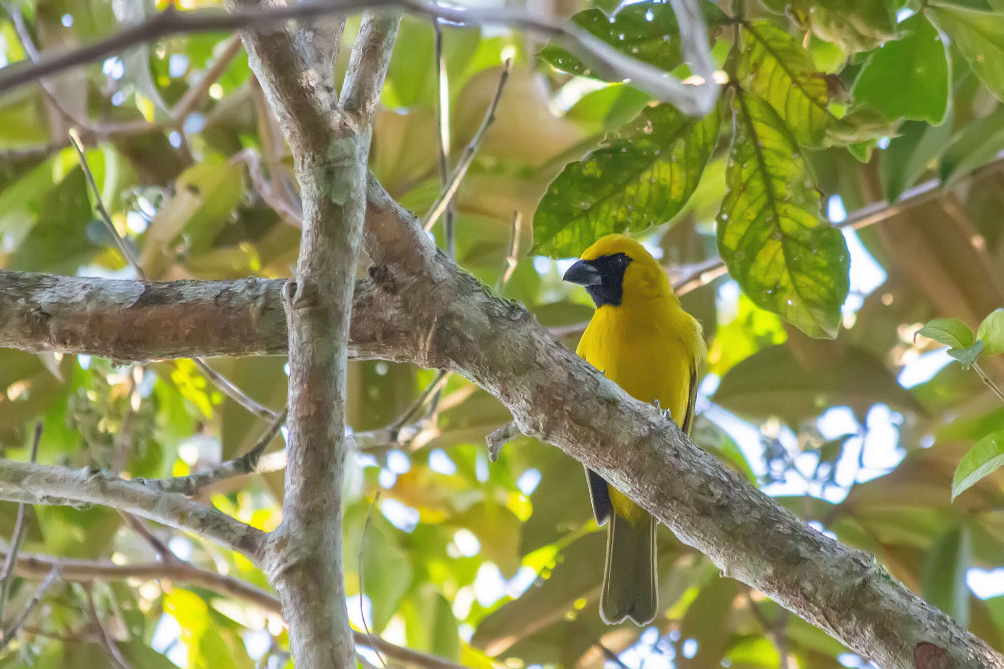 Plancia ëd Caryothraustes canadensis (Linnaeus 1766)