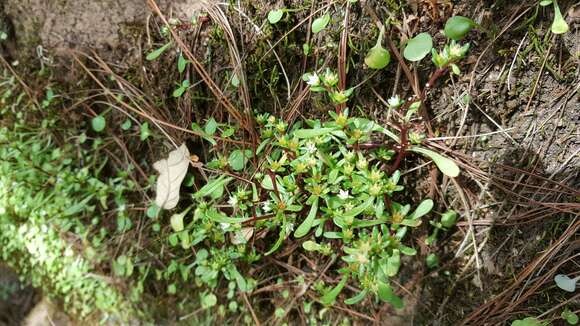 Image of Sedum jaliscanum S. Wats.